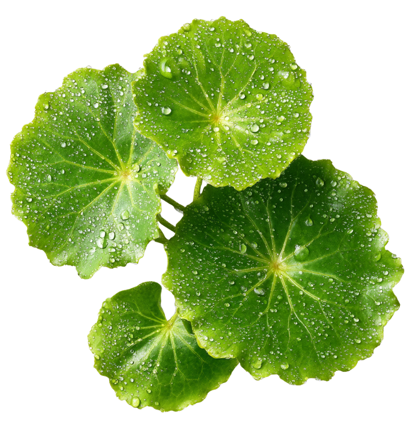 Centella Asiatica