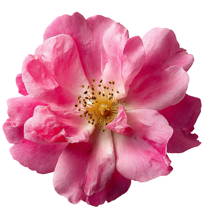 Exosomes végétaux <br>(Rose de Damas)